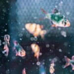 fische online kaufen