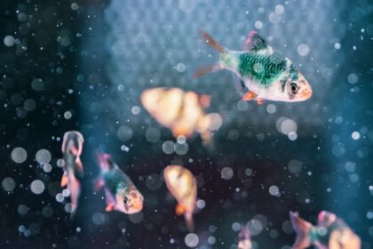 fische online kaufen