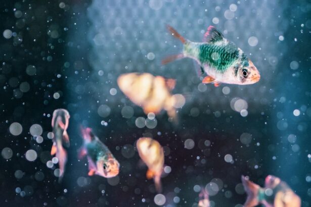 fische online kaufen
